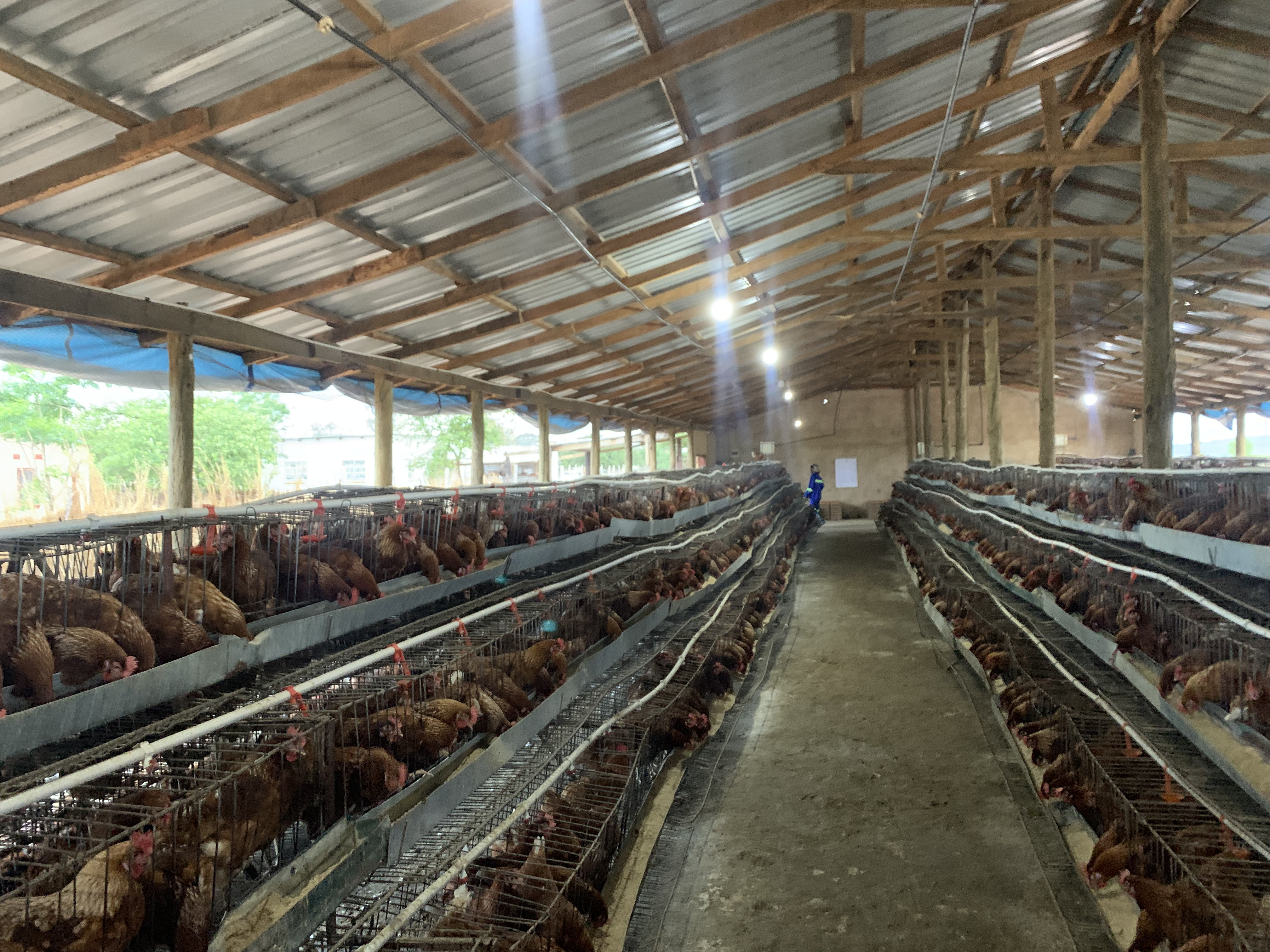 Modern poultry facility